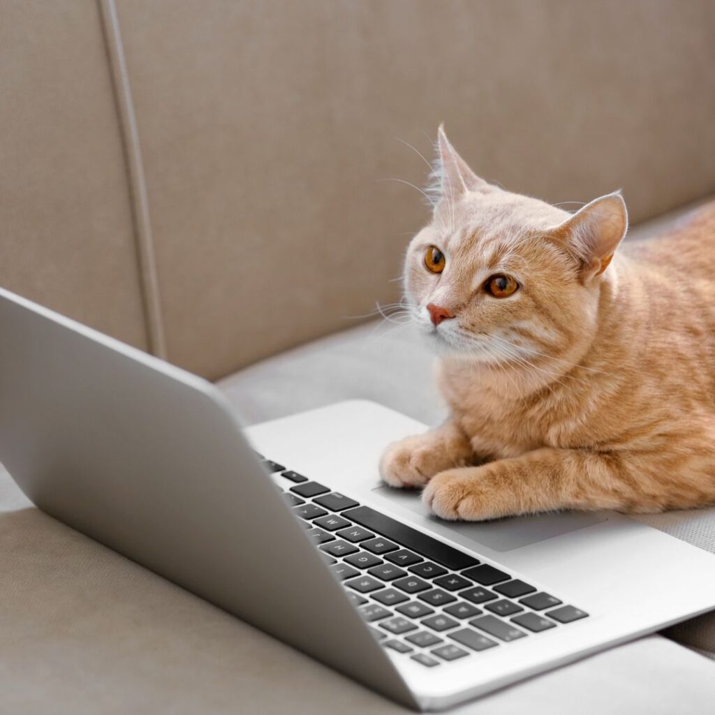 Cat with Laptop on Couch