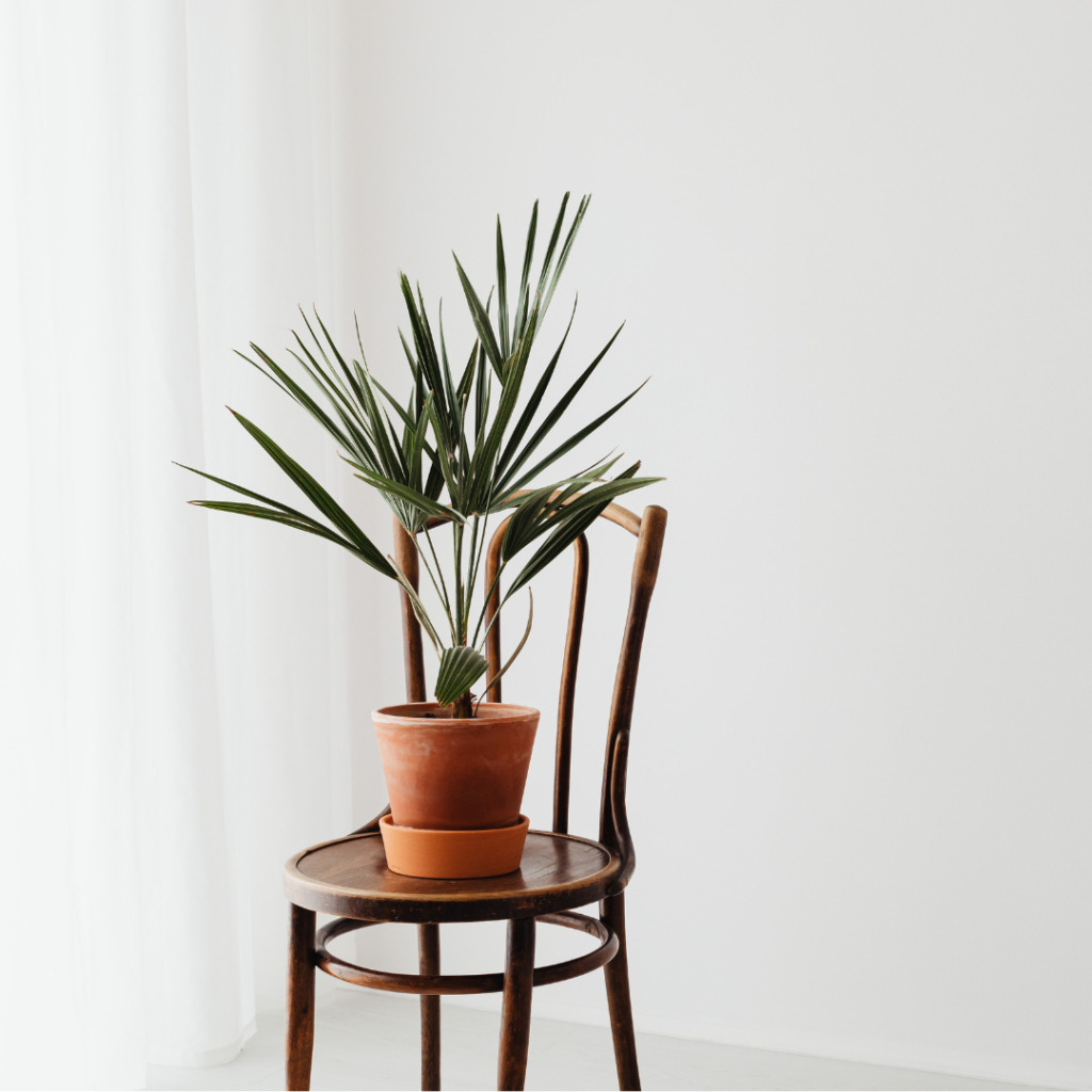 Green Potted Plant on Brown Wooden Chair