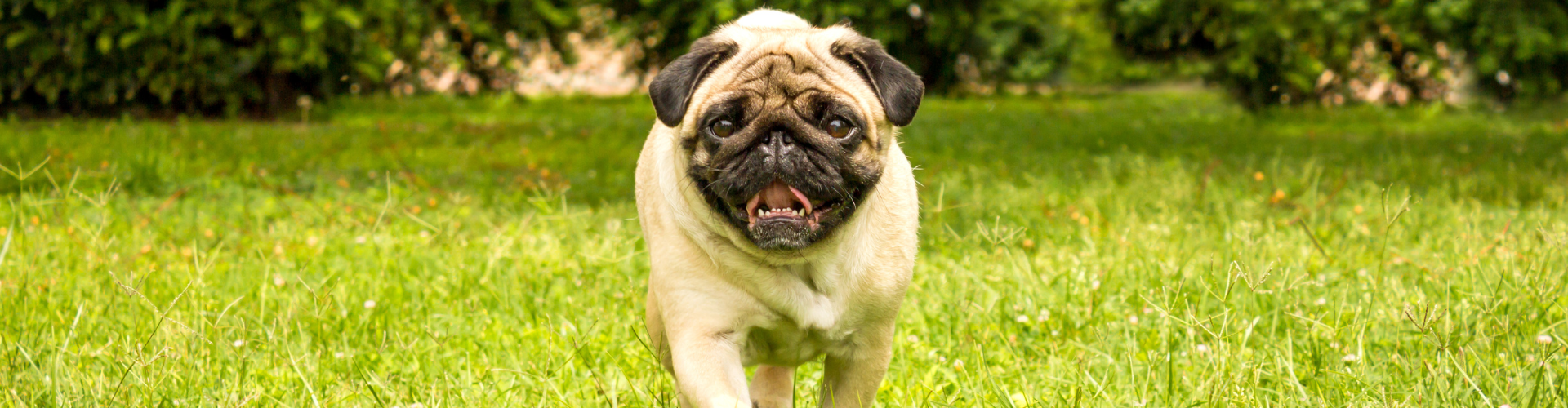 Cheerful Pug Dog Running through Green Grass