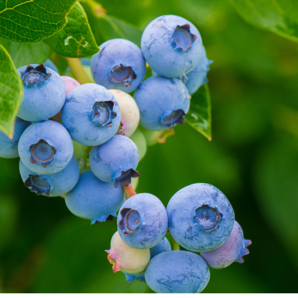 Fresh Blueberries in the Garden