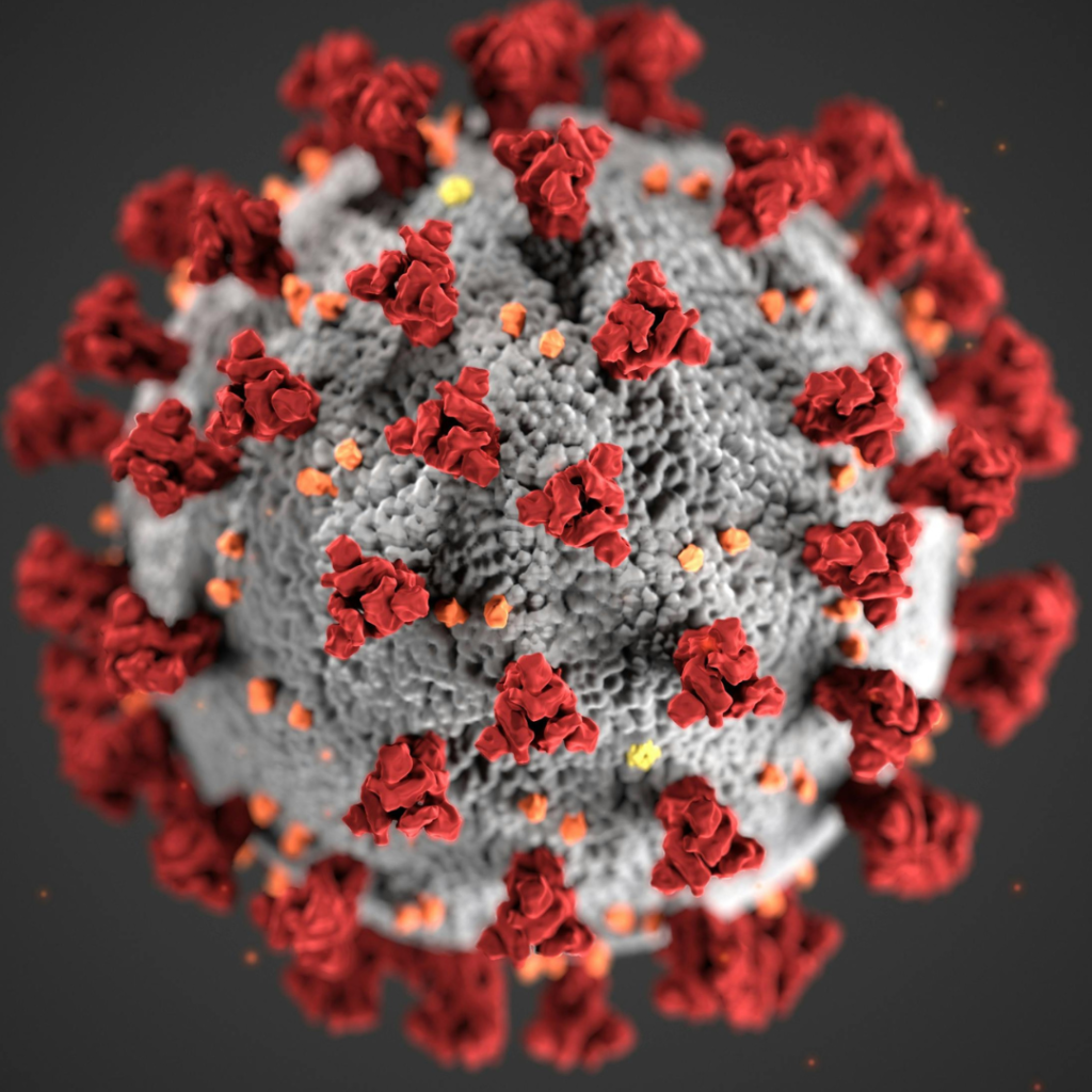 Structure of a Coronavirus