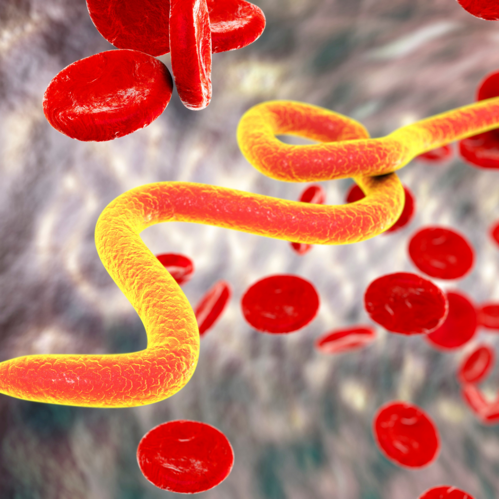 Microfilaria worms in blood, illustration