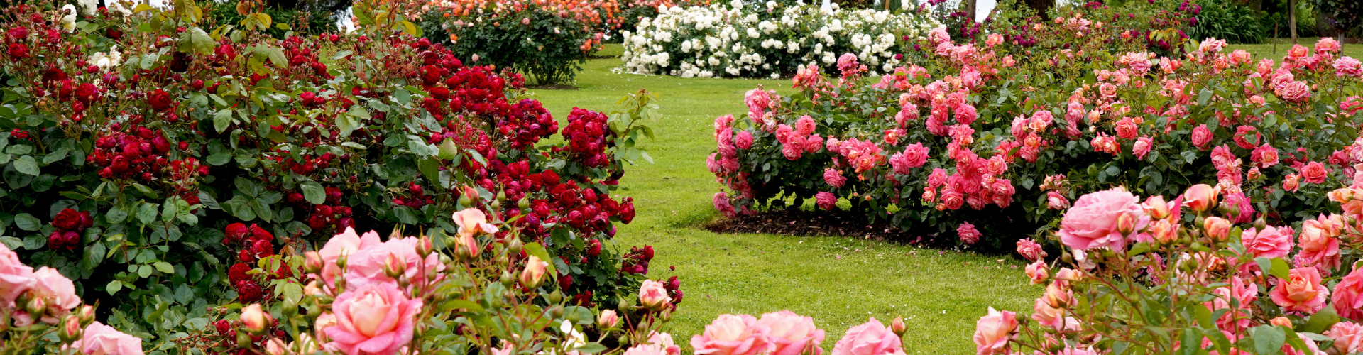 Rose Garden