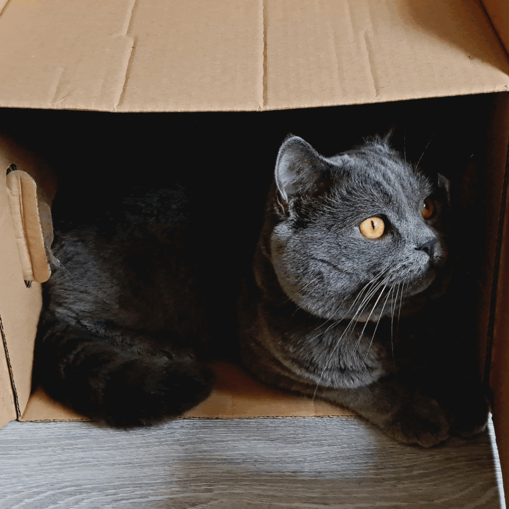 Cat Lying Down in Box