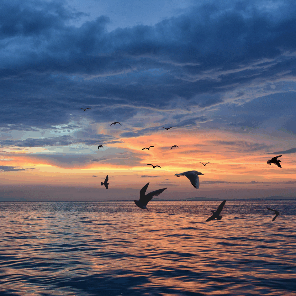 Group of Birds flying over Sea