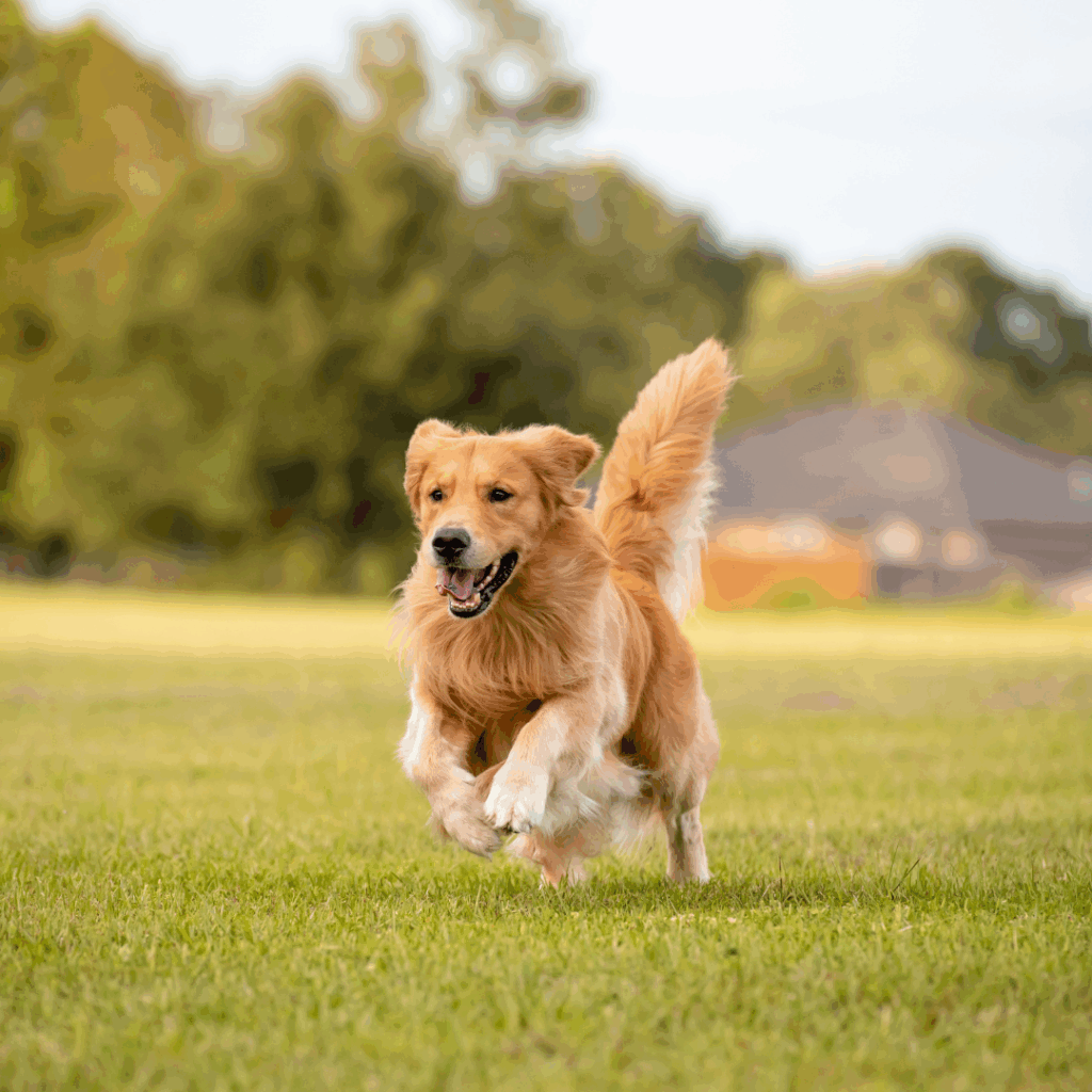Golden Retriever Dog