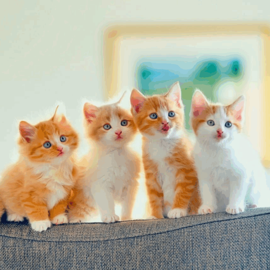 Row of Cute Kittens