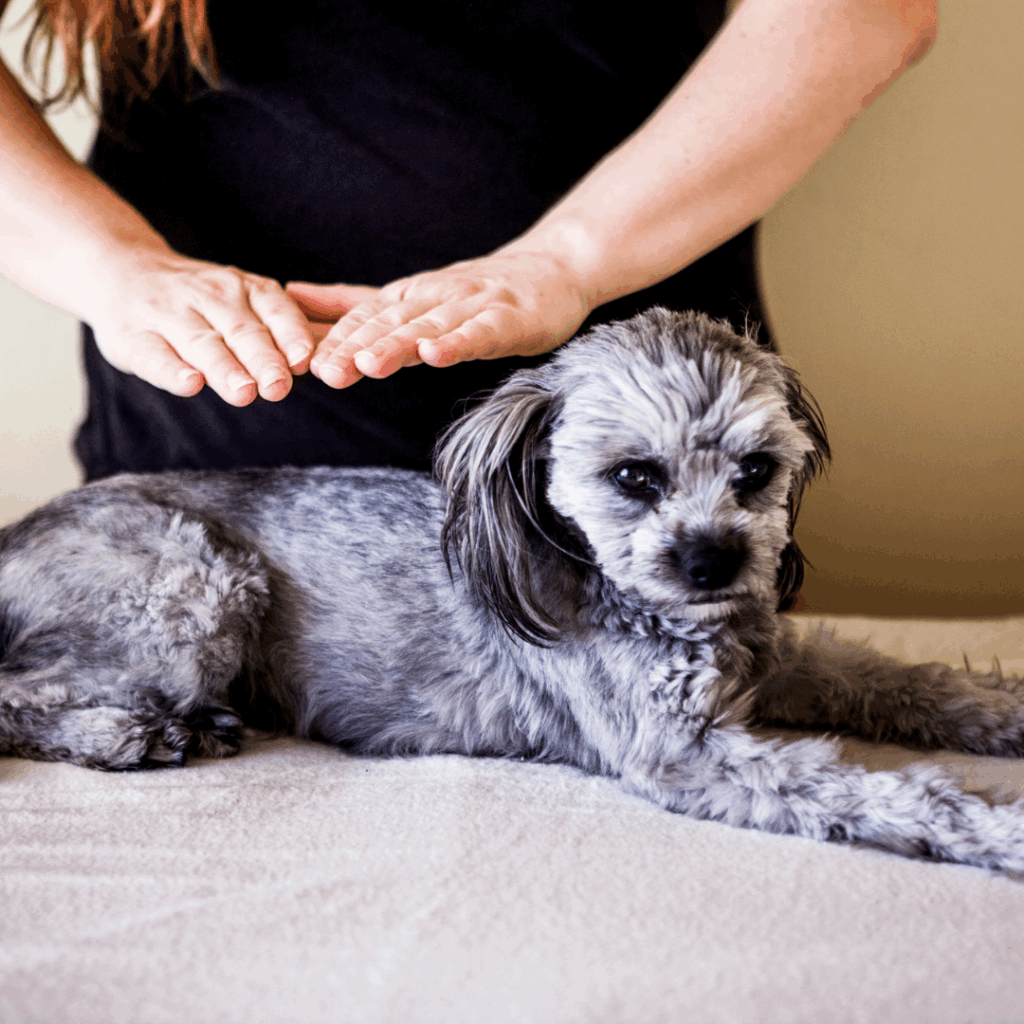 Person Doing Reiki Healing on a Dog