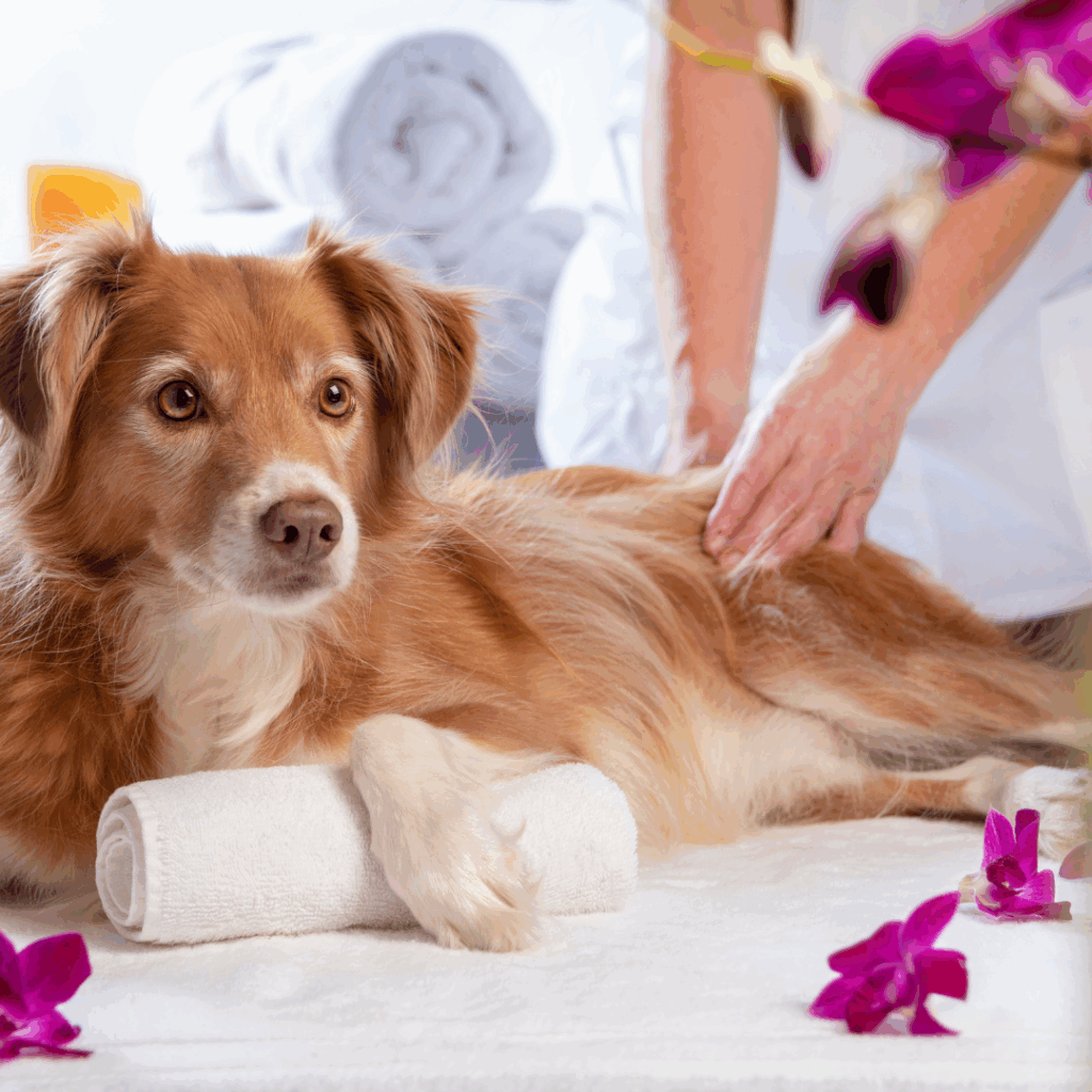 Doggie Massage Therapy