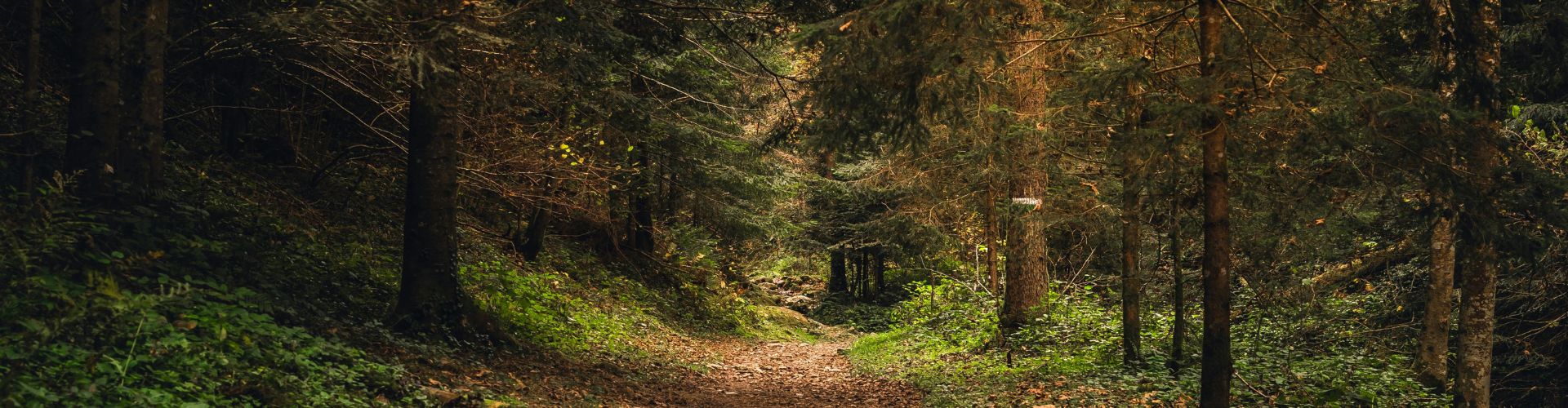 Peaceful Forest Path in Autumn Setting